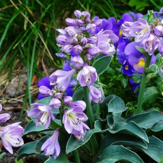 Хоста 'Blue Mouse Ears' (Hosta 'Blue Mouse Ears')