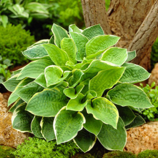 Хоста 'Christmas Tree' (Hosta 'Christmas Tree')