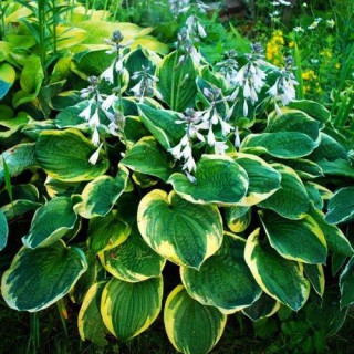 Хоста 'Christmas Tree' (Hosta 'Christmas Tree')