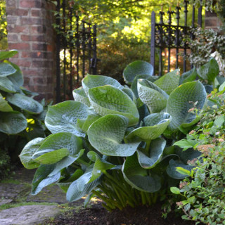 Хоста гибридная  'Drinking Gourd' (Hosta abiqua 'Drinking Gourd')