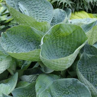 Хоста гибридная  'Drinking Gourd' (Hosta abiqua 'Drinking Gourd')