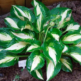 Хоста 'Ann Kulpa' (Hosta  'Ann Kulpa')
