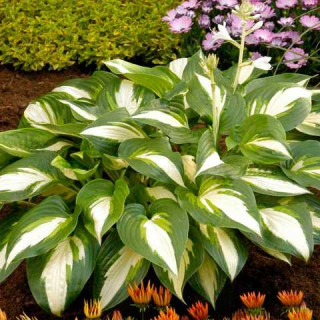 Хоста 'Ann Kulpa' (Hosta  'Ann Kulpa')