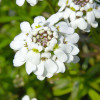 Іберійка вічнозелена 'Fischbeck' (Iberis sem. 'Fischbeck')