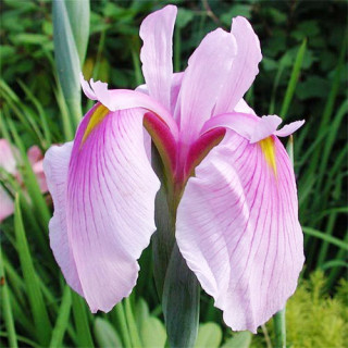 Ирис мечевидный 'Rose Queen' (Iris ensata 'Rose Queen')