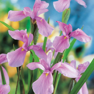 Ирис мечевидный 'Rose Queen' (Iris ensata 'Rose Queen')