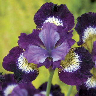 Ирис сибирский  'Contrast in Styles' (Iris sib. 'Contrast in Styles')