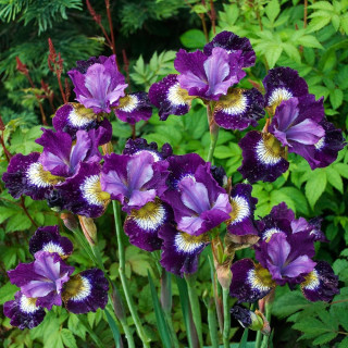 Ирис сибирский  'Contrast in Styles' (Iris sib. 'Contrast in Styles')