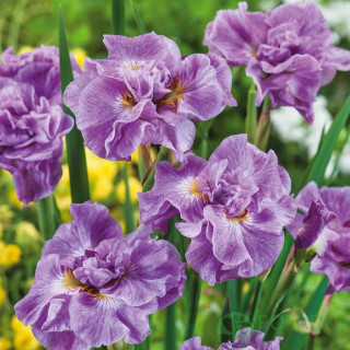 Ирис сибирский 'Pink Parfait' (Iris sib. 'Pink Parfait')