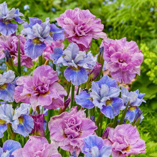 Ирис сибирский 'Pink Parfait' (Iris sib. 'Pink Parfait')