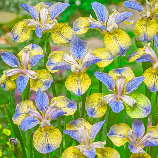 ІИрис сибирский 'Tipped in Blue' (Iris sib. 'Tipped in Blue')
