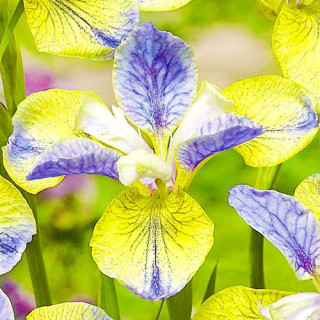 ІИрис сибирский 'Tipped in Blue' (Iris sib. 'Tipped in Blue')