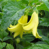 Кіргіншома долоневидна (Kirengeshoma palmate)