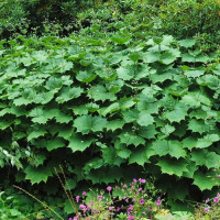 Киренгешома дланевидная (Kirengeshoma palmate)