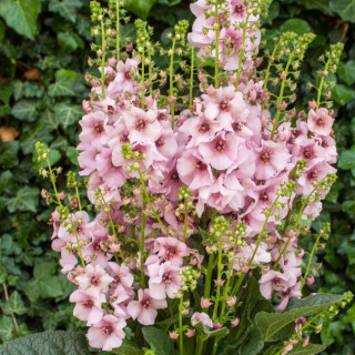 Коровяк 'Rosie' (Verbascum 'Rosie')