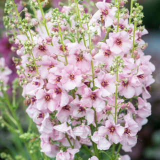 Коровяк 'Rosie' (Verbascum 'Rosie')