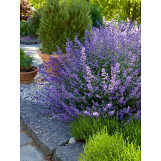 Котовник Фассена "Six Hills Giant (Nepeta faassenii"Six Hills Giant ")