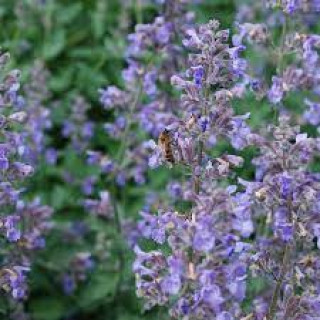 Котовник Фассена "Six Hills Giant (Nepeta faassenii"Six Hills Giant ")