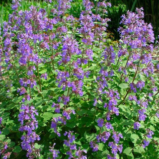 Котовник Nepeta racemosa 'Blue Wonder'