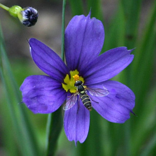 Котовник Nepeta racemosa 'Blue Wonder'