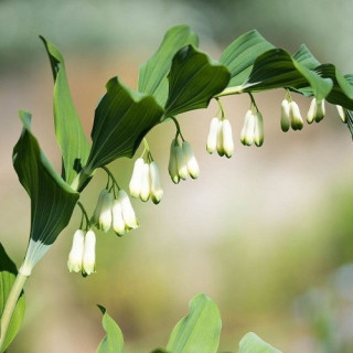 Купена многоцветковая (Polygonatum multiflorum)