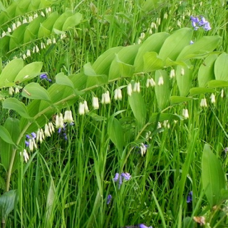 Купена многоцветковая (Polygonatum multiflorum)