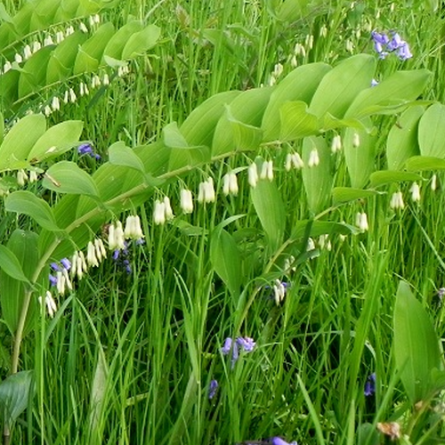 Купена многоцветковая (Polygonatum multiflorum)