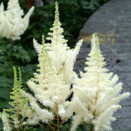 Астильба Арендса 'Irrlicht' (Astilbe (A) 'Irrlicht')