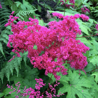 Лабазник 'Kahome' (Filipendula 'Kahome')