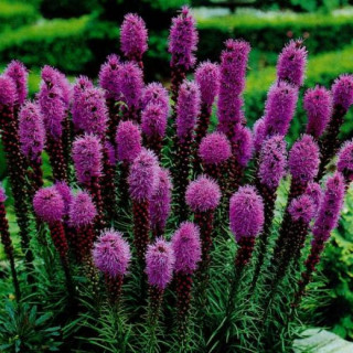 Лиатрис колосистый  'Floristan Violett' (Liatris spicata 'Floristan Violett')