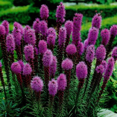 Лиатрис колосистый  'Floristan Violett' (Liatris spicata 'Floristan Violett')