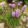 Лиатрис колосистый  'Floristan Violett' (Liatris spicata 'Floristan Violett')