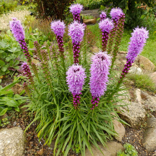 Лиатрис колосистый  'Floristan Violett' (Liatris spicata 'Floristan Violett')