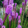 Лиатрис колосистый  'Floristan Violett' (Liatris spicata 'Floristan Violett')