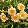 Лилейник 'Mini Pearl' (Hemerocallis 'Mini Pearl')