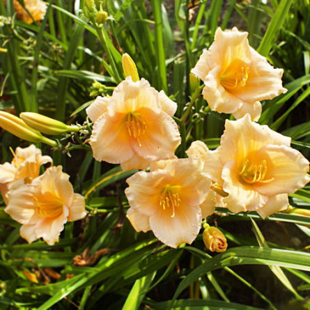Лилейник 'Mini Pearl' (Hemerocallis 'Mini Pearl')