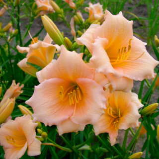 Лилейник 'Mini Pearl' (Hemerocallis 'Mini Pearl')