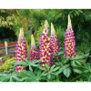 Люпин гибридный (Lupinus 'West C. Manhattan Lights' )
