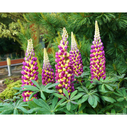Люпин гибридный (Lupinus 'West C. Manhattan Lights' )
