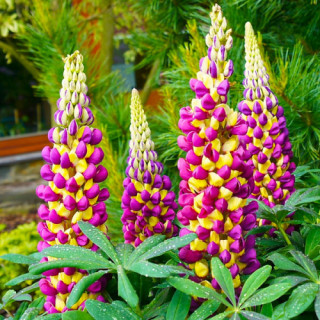 Люпин гибридный (Lupinus 'West C. Manhattan Lights' )