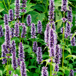 Лофант "Black Adder" (Agastache "Black Adder" )