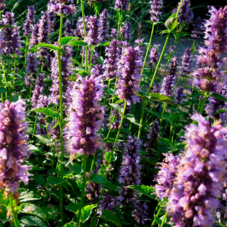 Лофант "Black Adder" (Agastache "Black Adder" )