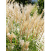 Міскантус китайський 'Yaku Jima' (Miscanthus sin. 'Yaku Jima')