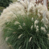 Міскантус китайський 'Yaku Jima' (Miscanthus sin. 'Yaku Jima')