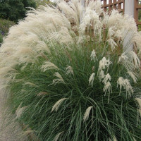Мискантус китайский 'Yaku Jima' (Miscanthus sin. 'Yaku Jima')