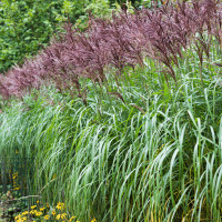 Мискантус китайский .'Malepartus' (Miscanthus sin. 'Malepartus')