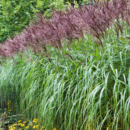 Міскантус китайський . 'Malepartus' (Miscanthus sin. 'Malepartus')