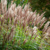 Міскантус китайський . 'Malepartus' (Miscanthus sin. 'Malepartus')