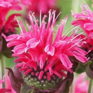 Монарда 'Pink Lace' (Monarda 'Pink Lace')