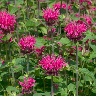 Монарда 'Pink Lace' (Monarda 'Pink Lace')